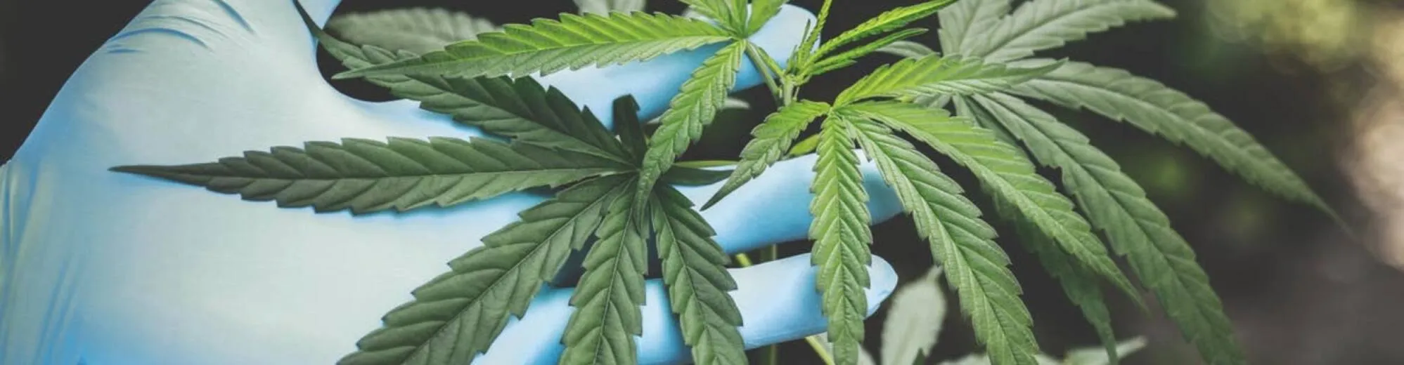 43007 relevant skills cannabis